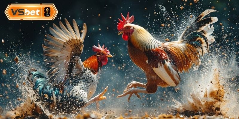 Ưu điểm độc quyền tạo nên thương hiệu đá gà